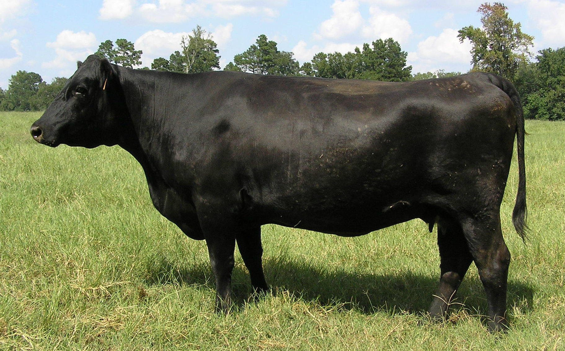 Angus Cattle For Sale  Billingsley Angus Farm